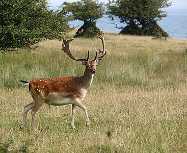 brown and white deer running on green grass field during daytime thumbnail