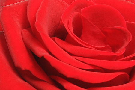 red rose blooming thumbnail