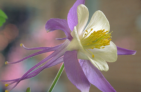 macro shot photography of white and purple petaled flower thumbnail