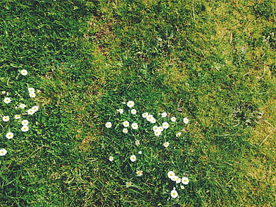 white flowers surrounded by white flowers thumbnail