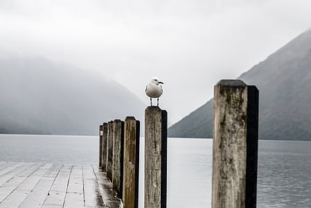 ring-billed gull perching on gray wooden dock thumbnail