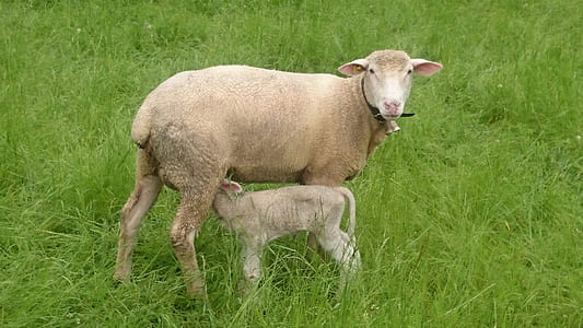 brown sheep and kid on green grass thumbnail