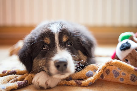 black tri-color puppy laying on brown mat thumbnail