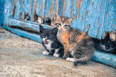 orange and black tabby kittens near blue wooden wall thumbnail