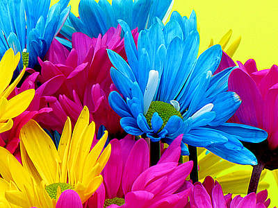 pink, blue, and yellow daisies closeup photography thumbnail
