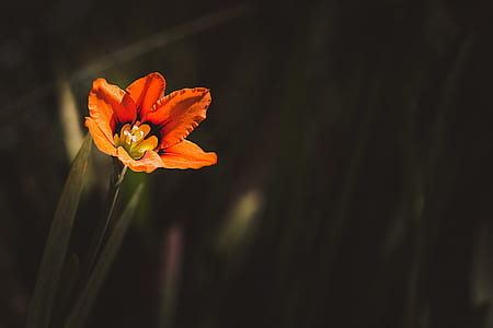 shallow focus photography of orange flower during daytime thumbnail