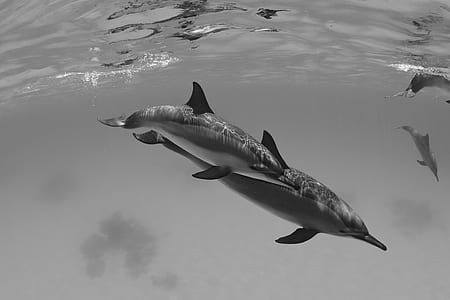 black and white photo of two dolphins swimming on water thumbnail