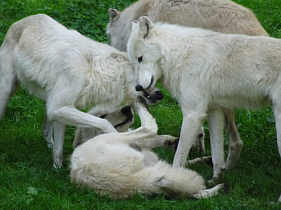 four white wolves playing on grass thumbnail