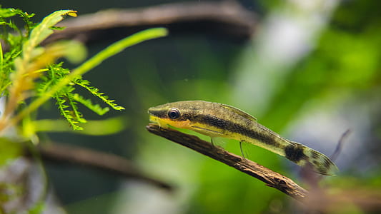 grey suckermouth catfish fingerling on twig thumbnail