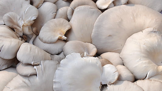 gray mushrooms close-up photo thumbnail