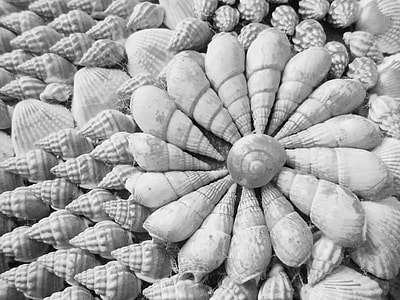 grayscale photo of seashells arranged into floral decor thumbnail