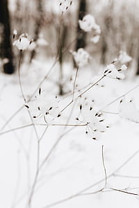 Snow on dry twigs thumbnail