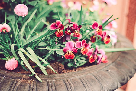 Tilt Lens Photography Of Red Orchid On Pot thumbnail