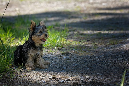 black and brown Yorkshire terrier puppy sitting beside green grasses thumbnail