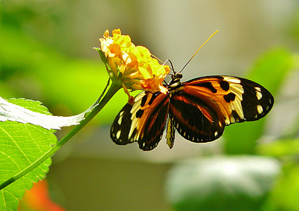selective focus photography of tiger longwing butterfly perched on yellow petaled flower thumbnail