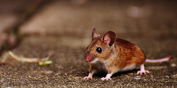 wildlife photography of brown rodent thumbnail