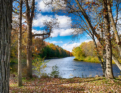brown trees beside river during daytime thumbnail