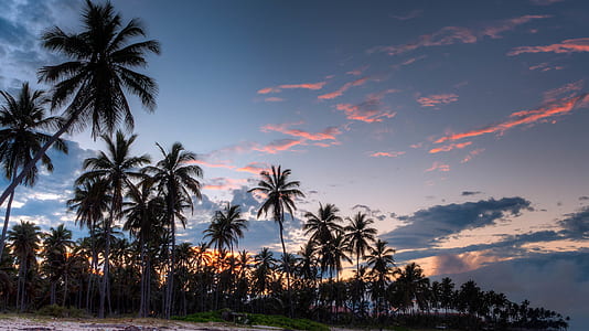 Green Coconut Trees during Daytime thumbnail