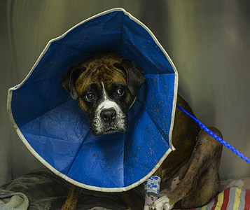 dog wearing Elizabeth's collar thumbnail