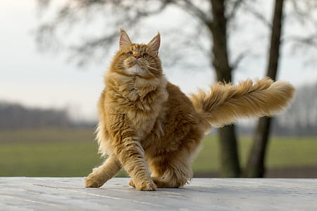 long-fur brown and white cat thumbnail
