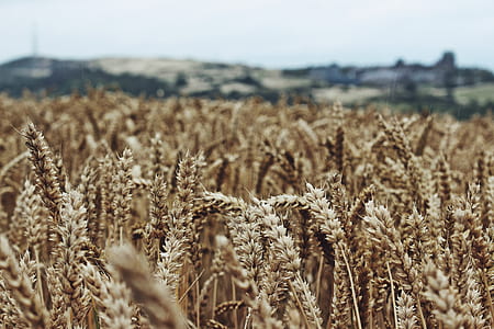 photo of wheat field thumbnail