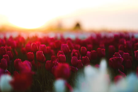 nature, red, field, flowers thumbnail