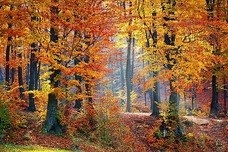row of trees with orange leaves thumbnail