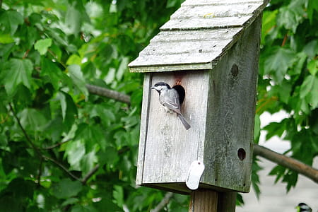 A Chichadee at the entrance to a birdhouse. thumbnail