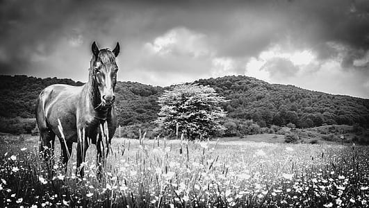 horse standing on tall grass plain under cloudy sky thumbnail