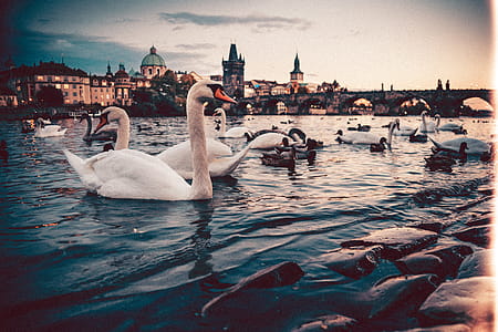 Swans near Charles Bridge, Prague thumbnail