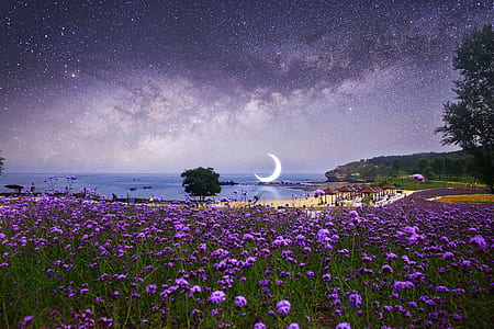purple flowers thumbnail