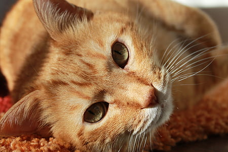 close view of orange tabby cat laying down on orange carpet thumbnail