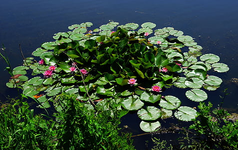 green lily pads and water lilies thumbnail