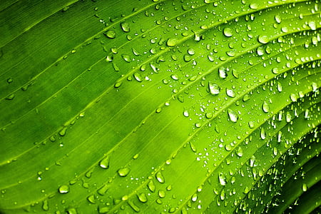 close-up photo of dew drops on green leaf thumbnail