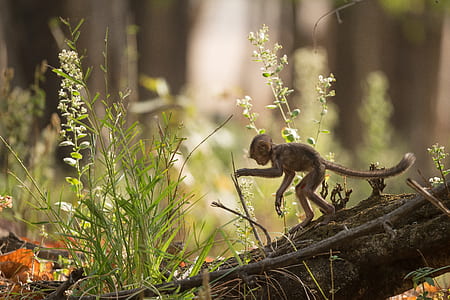 primate walking on tree trunk thumbnail