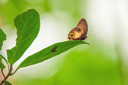 brown butterfly on green ovate leaf during daytime thumbnail