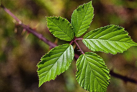closeup photography of green leafed plant thumbnail