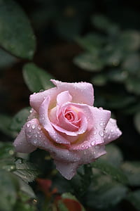close-up photography of pink rose thumbnail