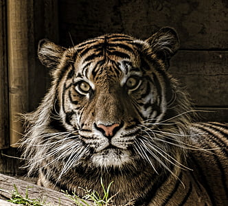closeup photo of brown and black tiger thumbnail