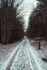 Road Between Bare Trees Under White Sky thumbnail