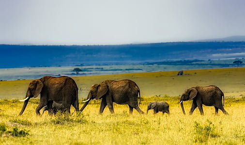 four grey elephants on green grass thumbnail