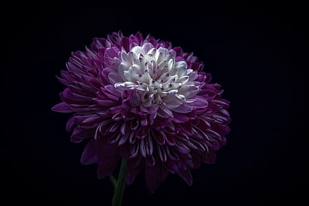 white and purple flower with black background thumbnail