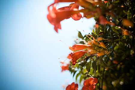 Venice Flowers thumbnail