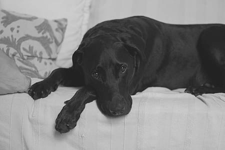 adult Labrador retriever lying on the bed photography thumbnail