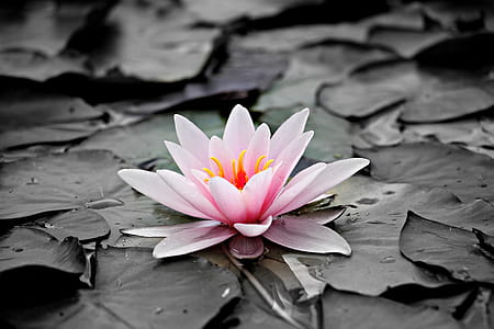 Pink and White Lotus Flower thumbnail