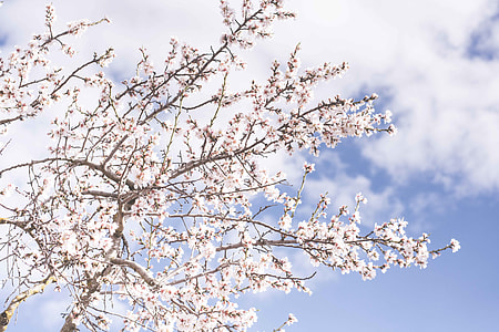 white petaled leaf tree under white and blue cloudy sky thumbnail