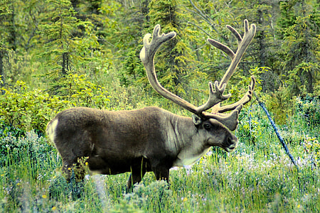 gray moose standing on green grass field thumbnail