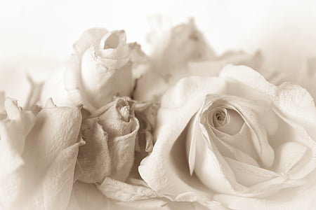 white petaled flowers thumbnail
