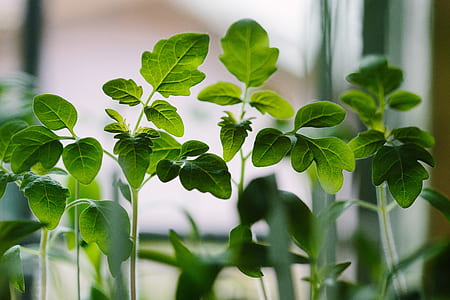focus photography of green leafed plant thumbnail