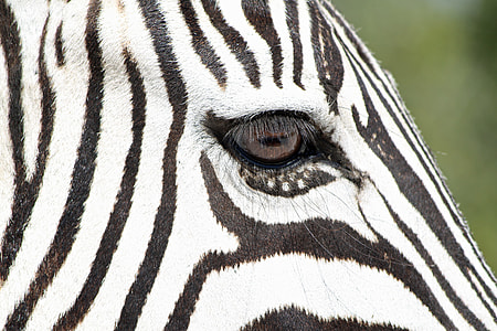 right eye of zebra shown thumbnail